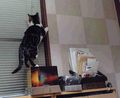 青少年体育赛事培训体系,青少年体育赛事培训体系是什么