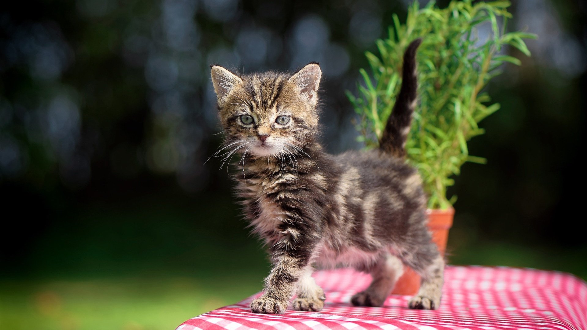 “亚戈·卡尔曼的出色表现，成就美洲狮队防守与进攻的完美平衡”